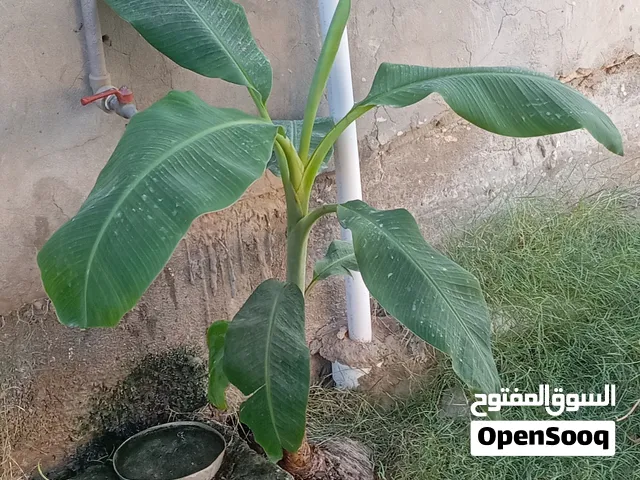 شتلة موز مثمرة