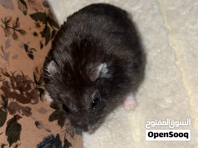 هامستر قزم مع القفص والألعاب للبيع