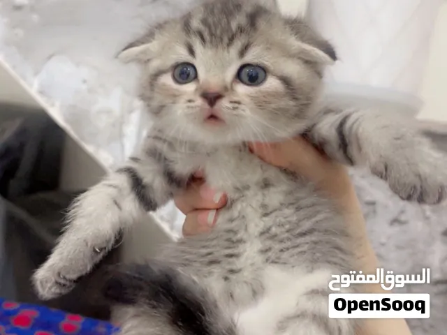قط ذكر سكوتش فولد