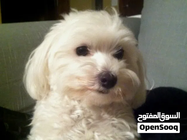 Female Maltese + Vaccinated + Very Very Loving