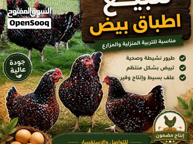 أطباق بيض ساسكس