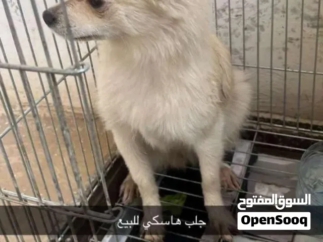 كلب هاسكي عمر عشره اشهر