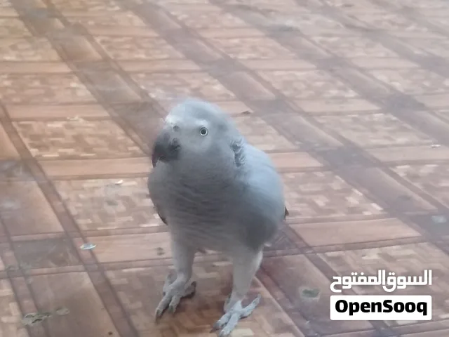 كاسكو أليف غير متكلم