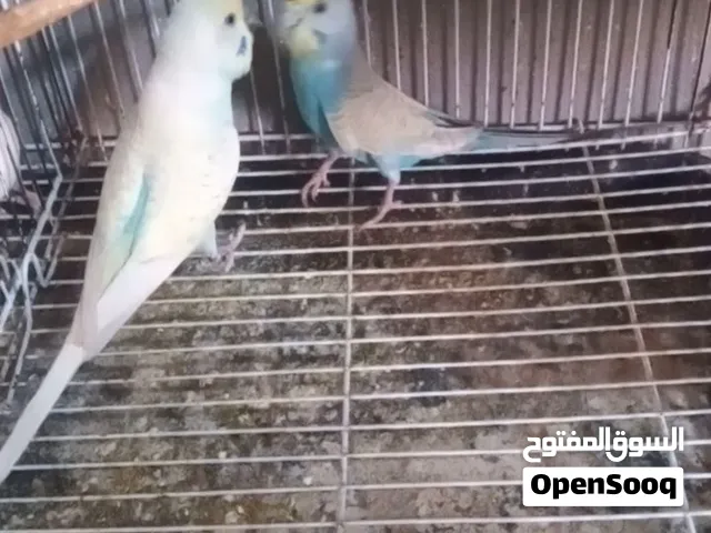 متاح كوبية تركيبة الرينبو مصوقره
