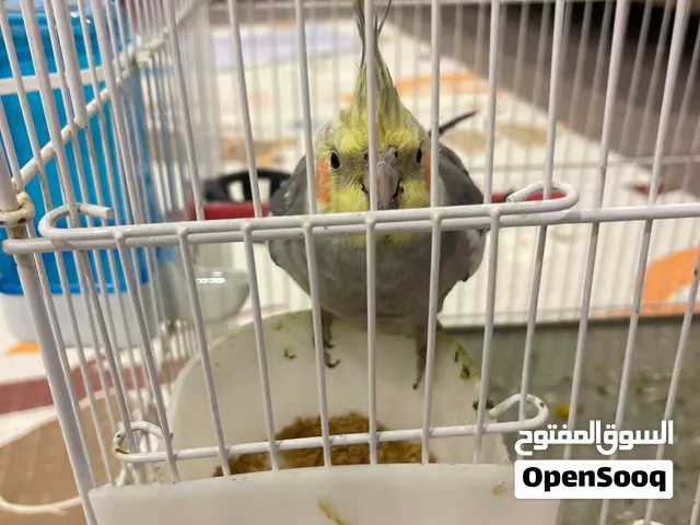 كوكتيل للبيع سعر 30 و مجال قفص 10 ومجال