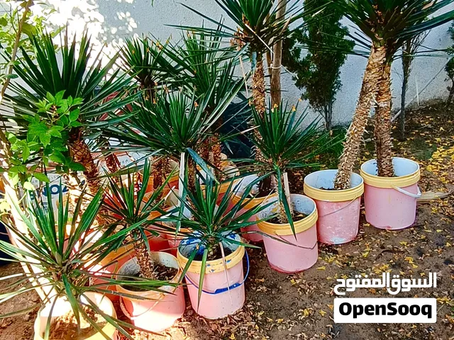 شجرة النخيل الصبار ليها سنة في المحبس ونبتت عروق الأسعار 25 35 50 دينار، للإستفسار على الهاتف.