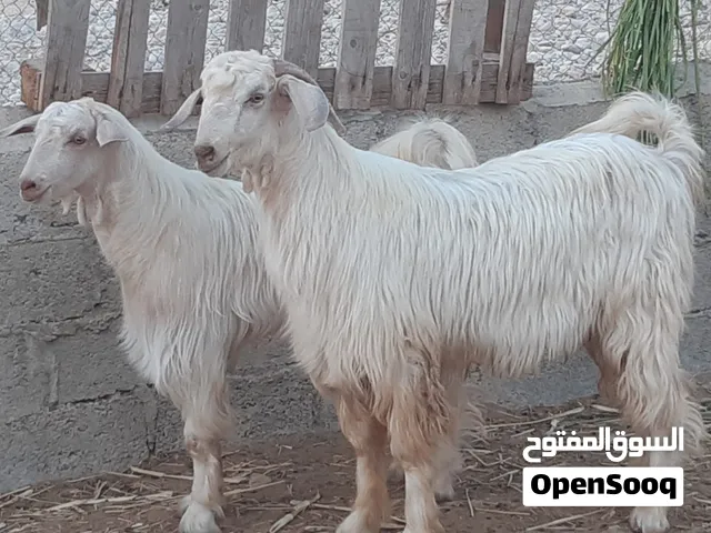 الاستماره بيع تيوس حلال الجواميد من نوع ضخم مشاريع فحول