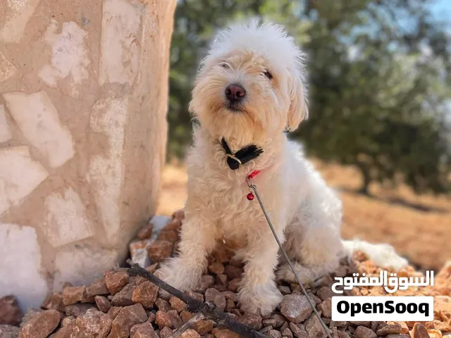 متاح كلب بسعر رمزي