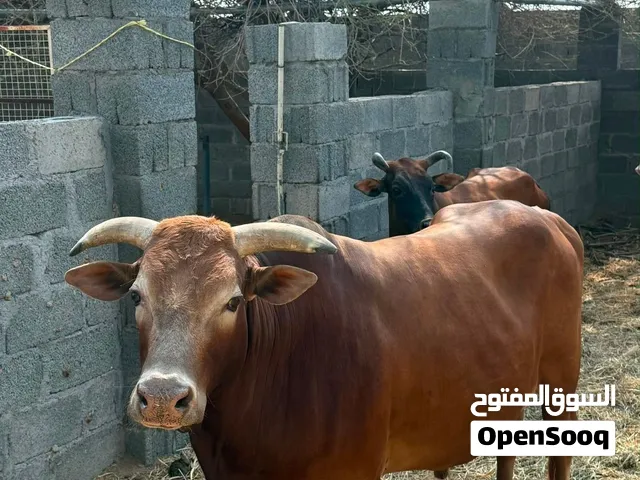 ثور وبقرة للبيع كل شي بسعره