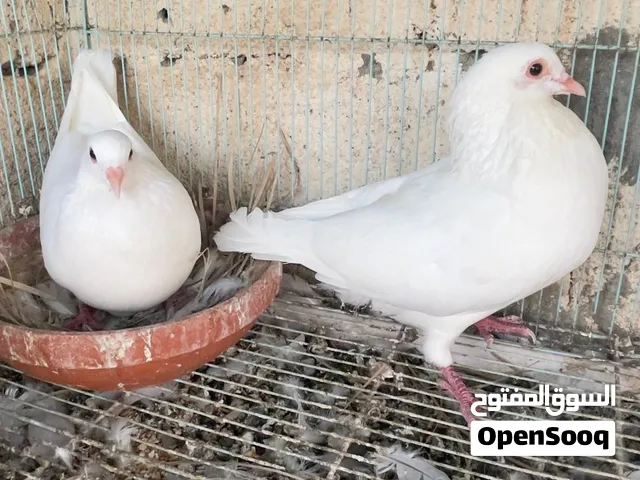 زوج حمام لاحم فرنسي منتج مع طباته وطير واحد