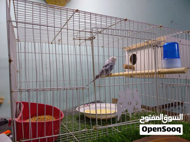 زوج طيور الحب مزاويج الوان حلوه كلش