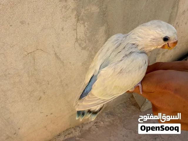 طرفين روز ترويض فل الفل برا وجوا حجم جامبو