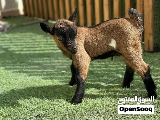ماعز قزمي بلجيكي مستوى عالي للبيع
