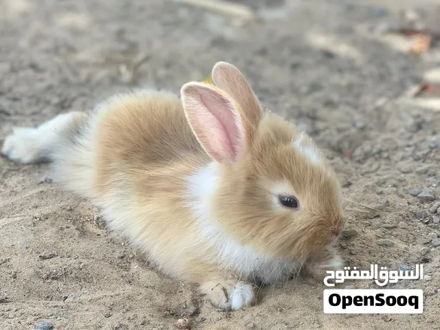 ارنب صغير Bunny
