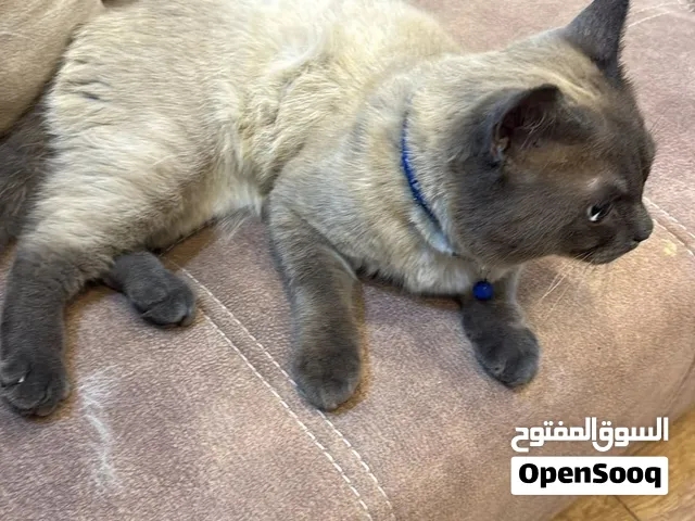 قطو للتبني