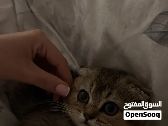 Scottish fold