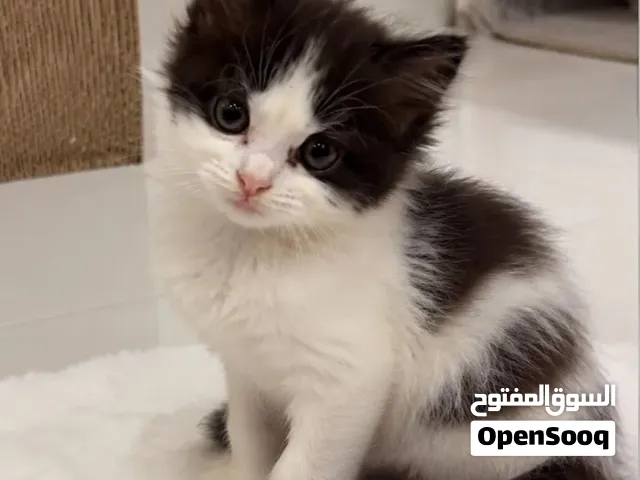 Moon Persian kitten ktn شيرازي مون فيس شهرين ذكر  أشهر الذكور 2 وجه