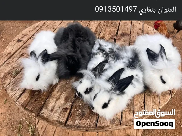 بعد اذن من صاحب المنشور  نبي انثي نفس لي فصوره يكون عمرهاا 6 شهور لي عنده يعرض نفس اللون لي فصورة..