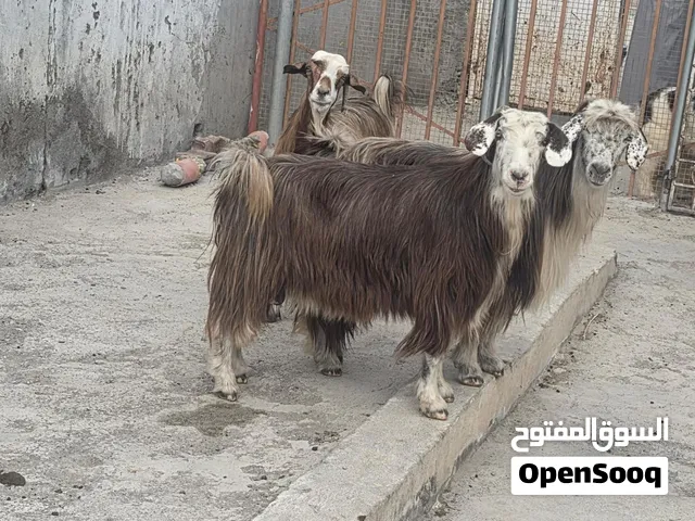 للبيع غنم من حلال الرحوب وحده من حلال بني سعيد حلال طيب ماشاء الله