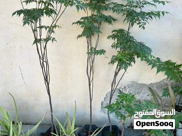 شجر وشتل زنزلخت ( شمسية) جميع الأحجام وبجودة ممتازة
