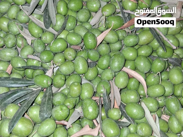 زيتون للبيع