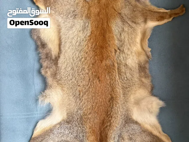 Natural Fox Fur Pelt / فرو ثعلب طبيعي