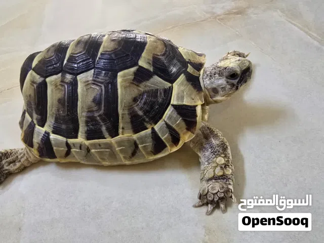سحلفاه للبيع