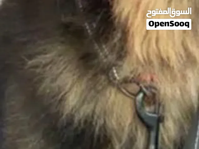 مطلوب كلب للبدل معا ايفون تواصل ف البرنامج ما ارد ف واتس