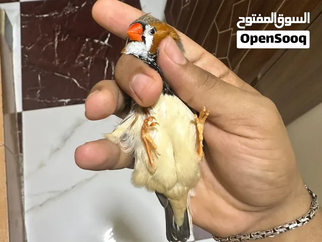 متوفر فناجس سوبر جامبو شرط تبزير الوصف مهم