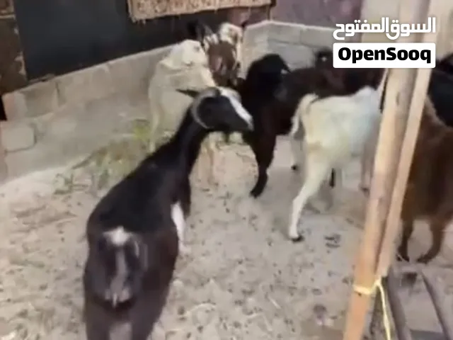 غنم عشار للبيع