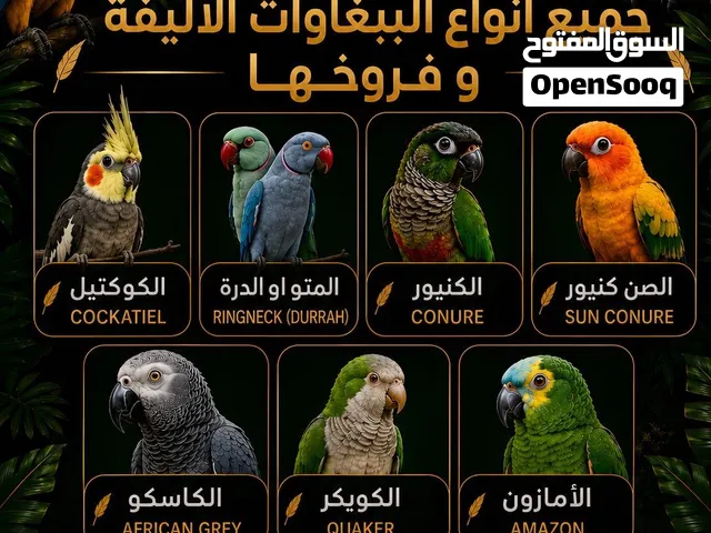 نشتري جميع أنواع الطيور الأليفه