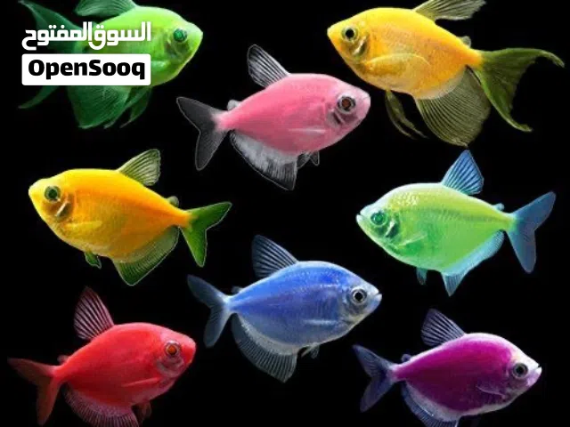 سمك سكرت تترا