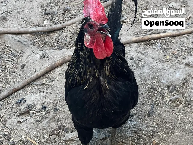 السلام عليكم ديوجه 4 عربي صاحيات شرط تلقيح مكاني بصره التنومه رقمي بلوصف سعر تك 17الف بي مجال.......