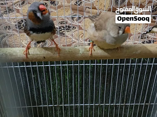 سوبر جامبو انگليزي