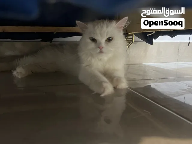تأكل الدجاج و أكل القطط مطعمه