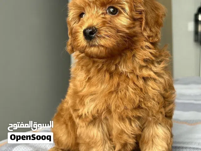 Cute Male & Female Toy Poodle Puppies Available for a Loving Home