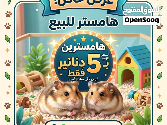 هامستر للبيع