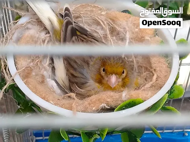 نثيه كناري جاهزه شوف الوصف