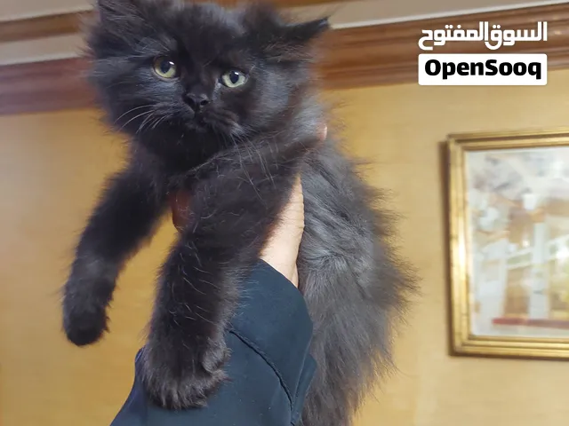 ولد شيرازي مون فيس لون أسود غامق مميز وشعر كثيف وطويل عمره 60 يوم، هادي وحنين ونضيف جدًا