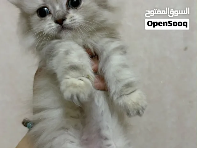 كتنات للبيع عدد2