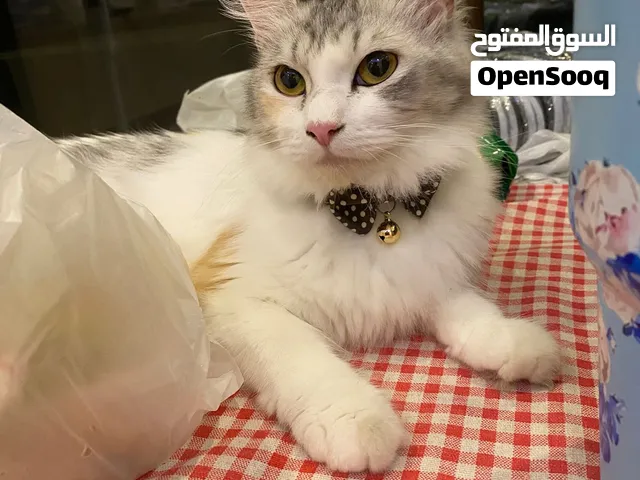 Free adoption. Pick up only