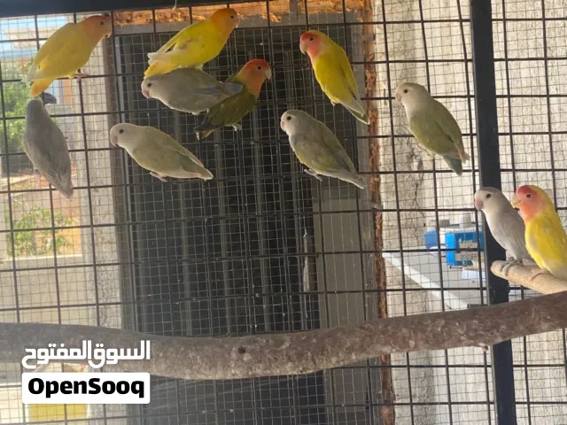 للبيع طيور روز ألوان مميزة – 5 أزواج + طير (11 طير)