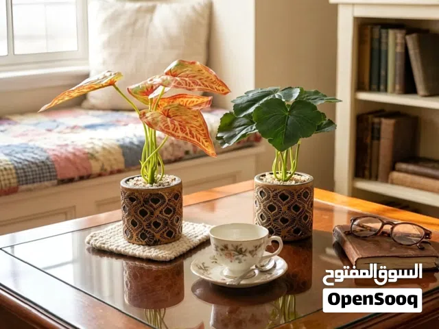 آخر حبتين ب 2 فقطط..