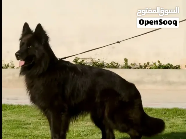 مطلوب كلب للتبني مكاني البصره