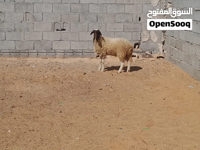 فطيمه وطنيه الله يبارك عمرها ف8شهور سليمه من العيوب للتربيه او موس لبيدبح