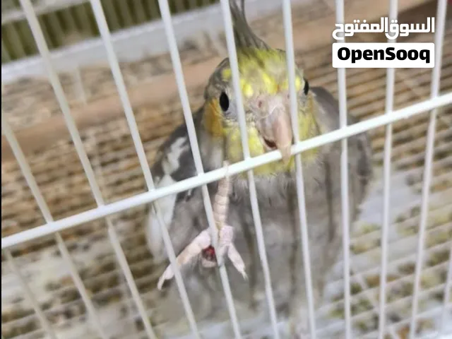 زوج كوكتيل منتج  وذكرين جاهزين للانتاج