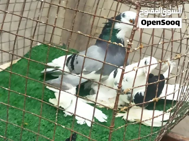 كوبيه شكلاب هزاز ونتايه مكتفه للبيع