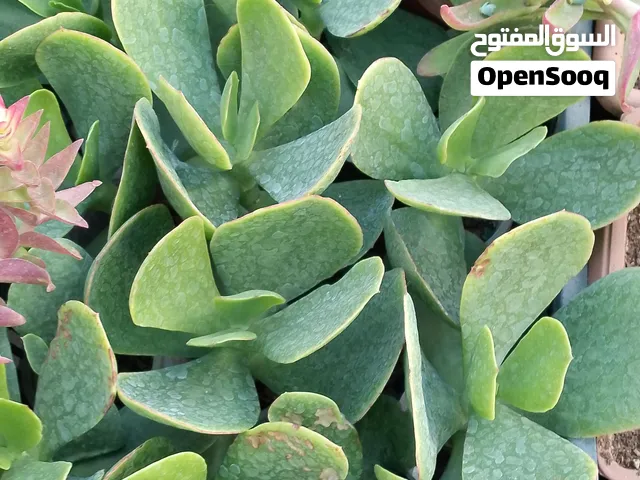نباتات عصاريات و صباريات نبات مرتب و حجم وسط
