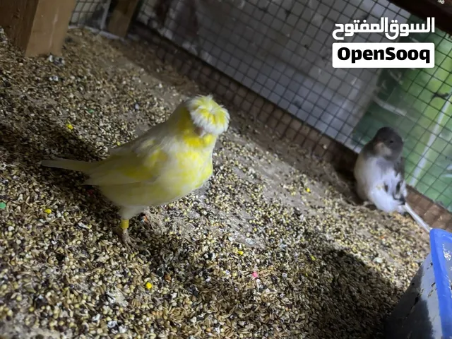 فصل جلوستر كناري