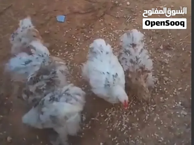 دجاج أسترالي للبيع عمر 3 شهور